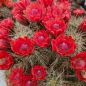 Preview: Echinocereus coccineus - rote Blüte Selection